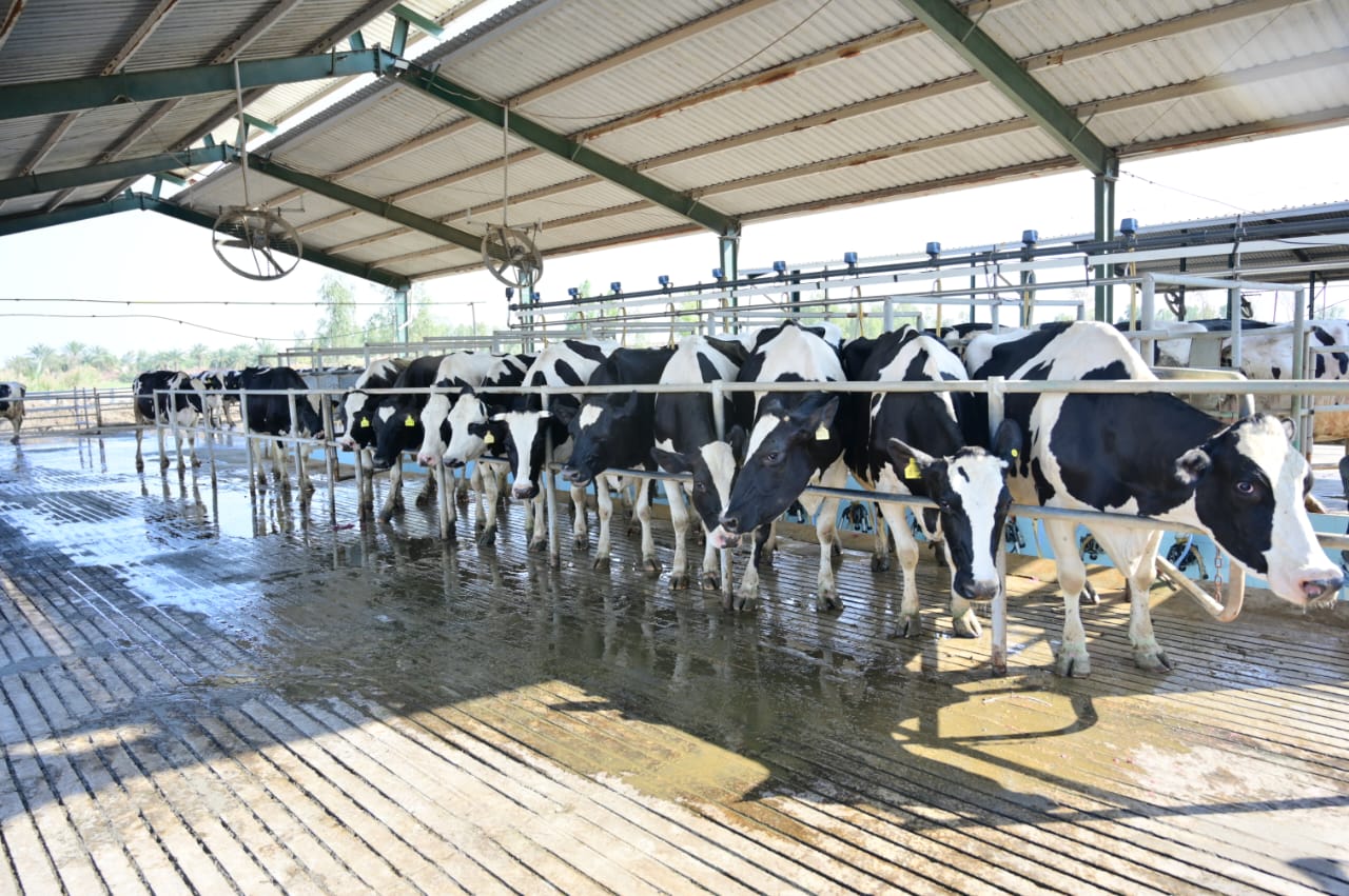 Modern dairy farm