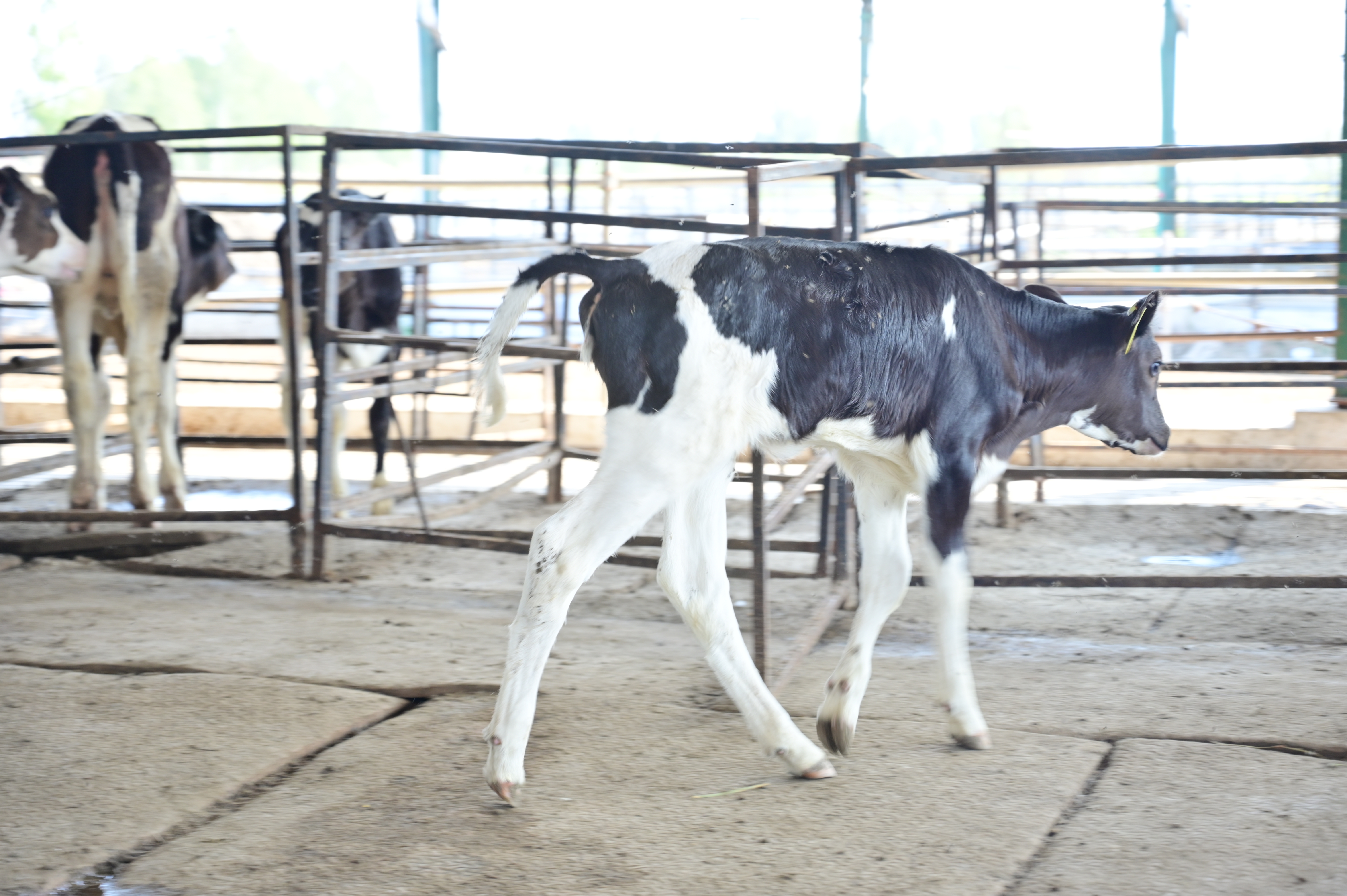 Young calve at Ibrahim Dairies
