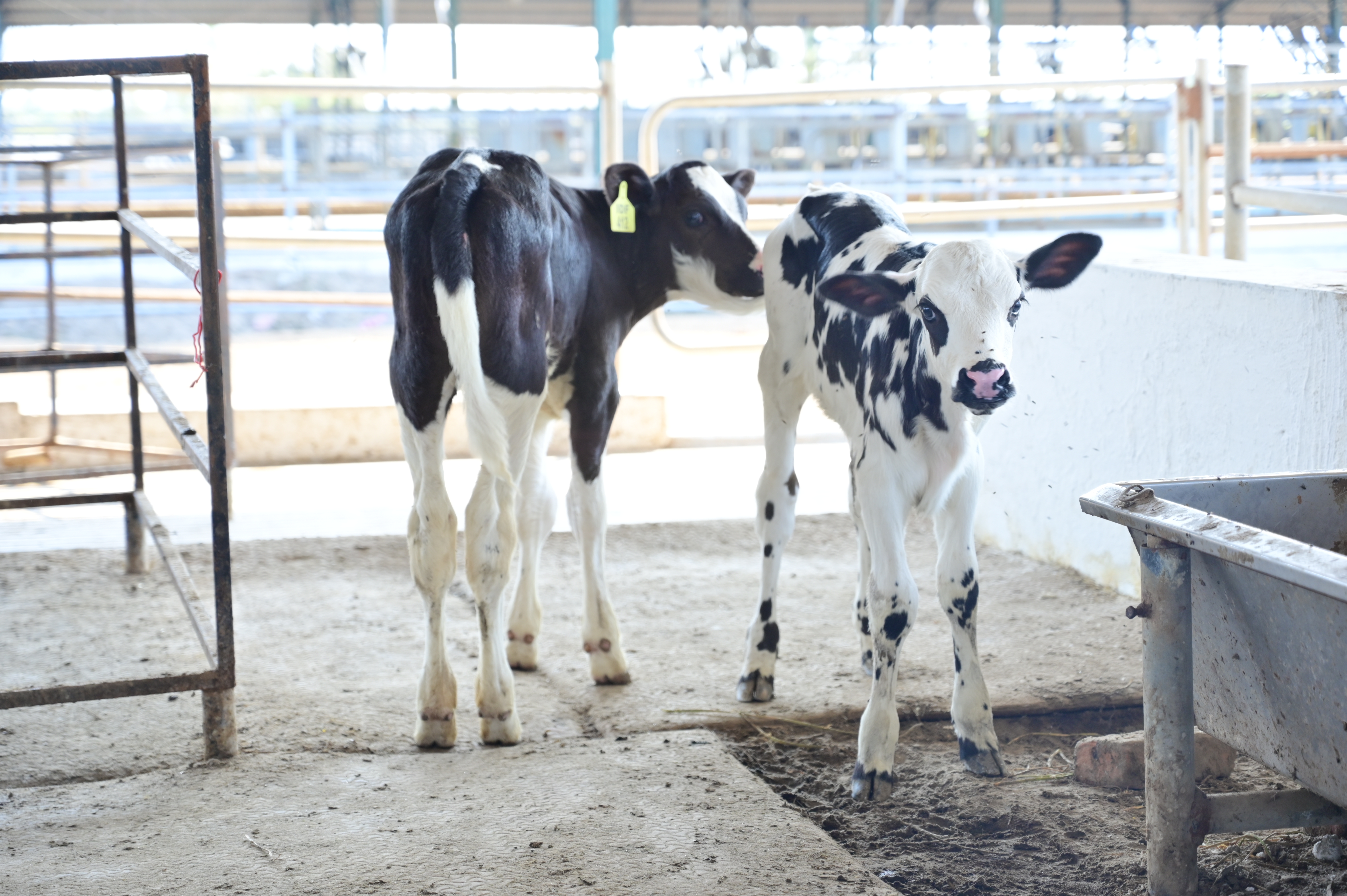 Young calves in the farm