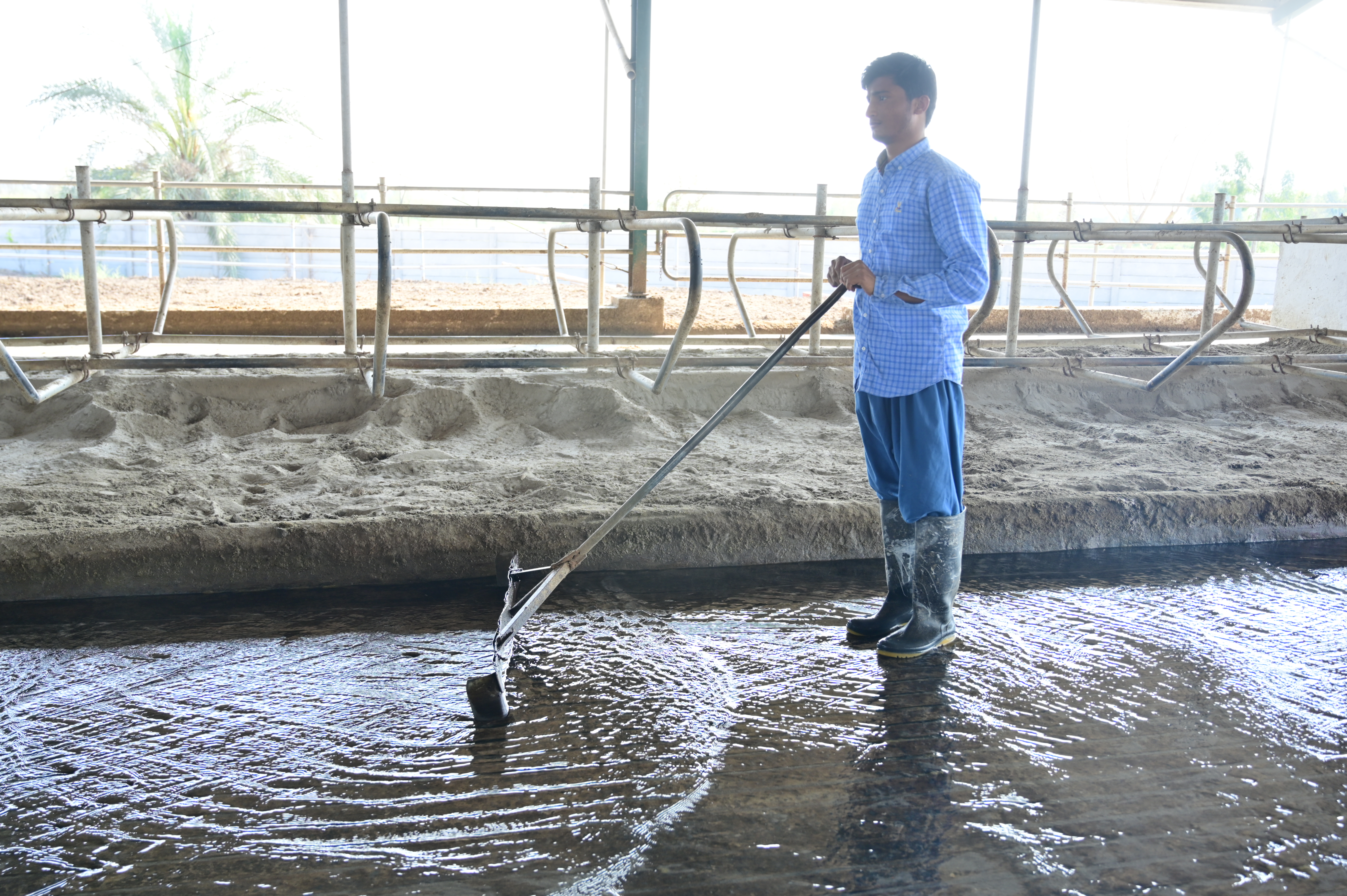Clean dairy facility