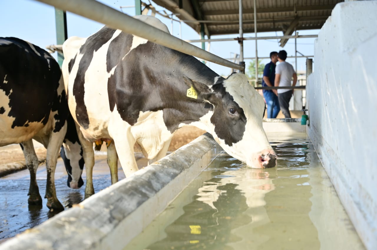 Cows drinking water