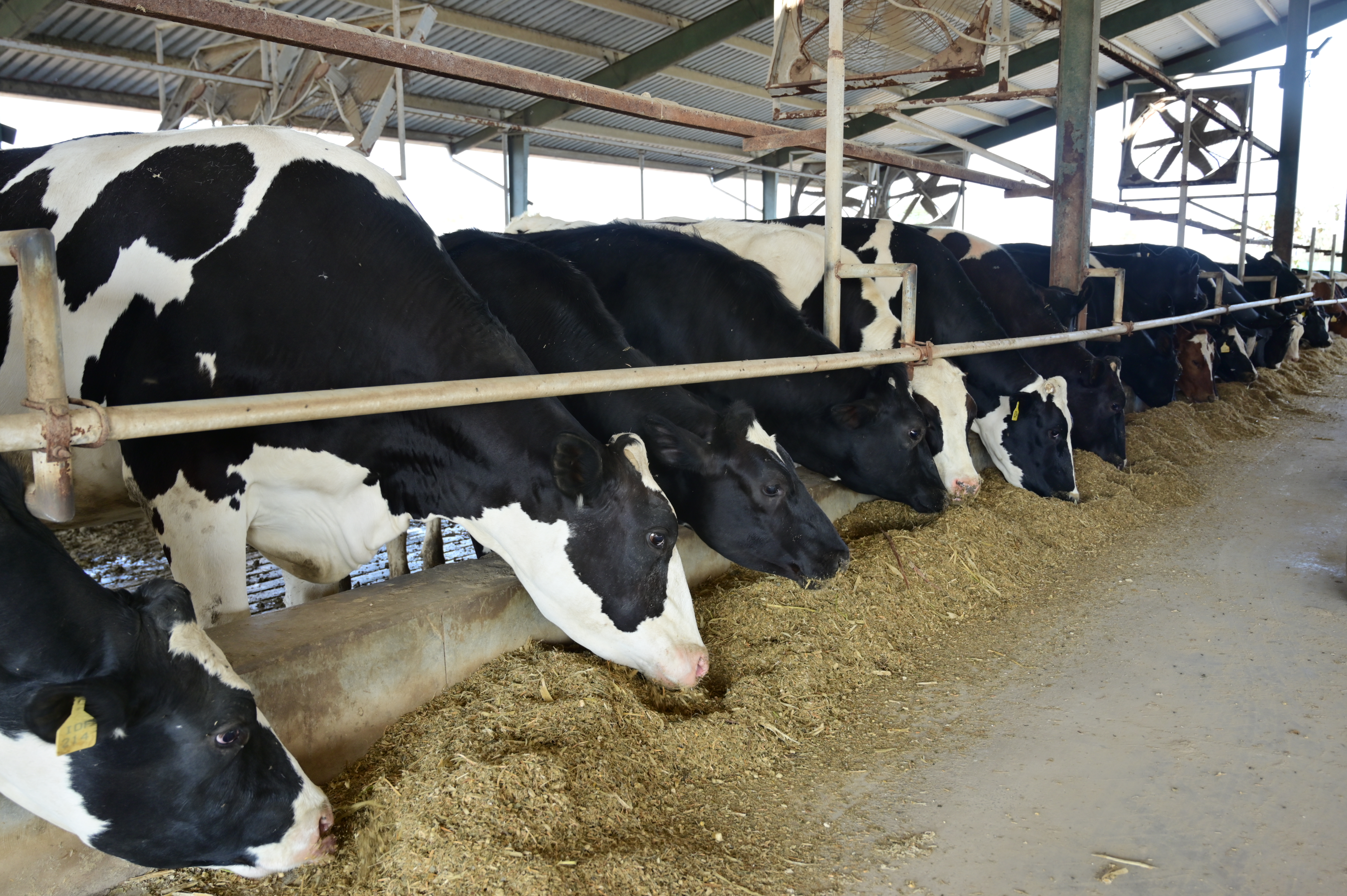 Cows feeding on fresh grass